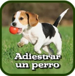 como adiestrar un perro android application logo